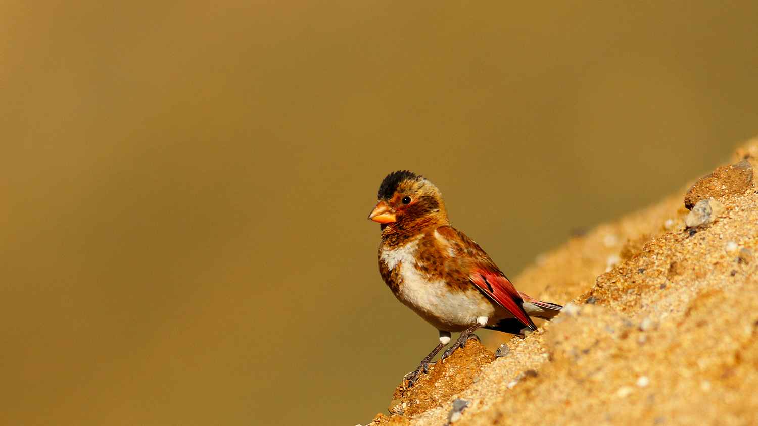 Crimson-winged Finch